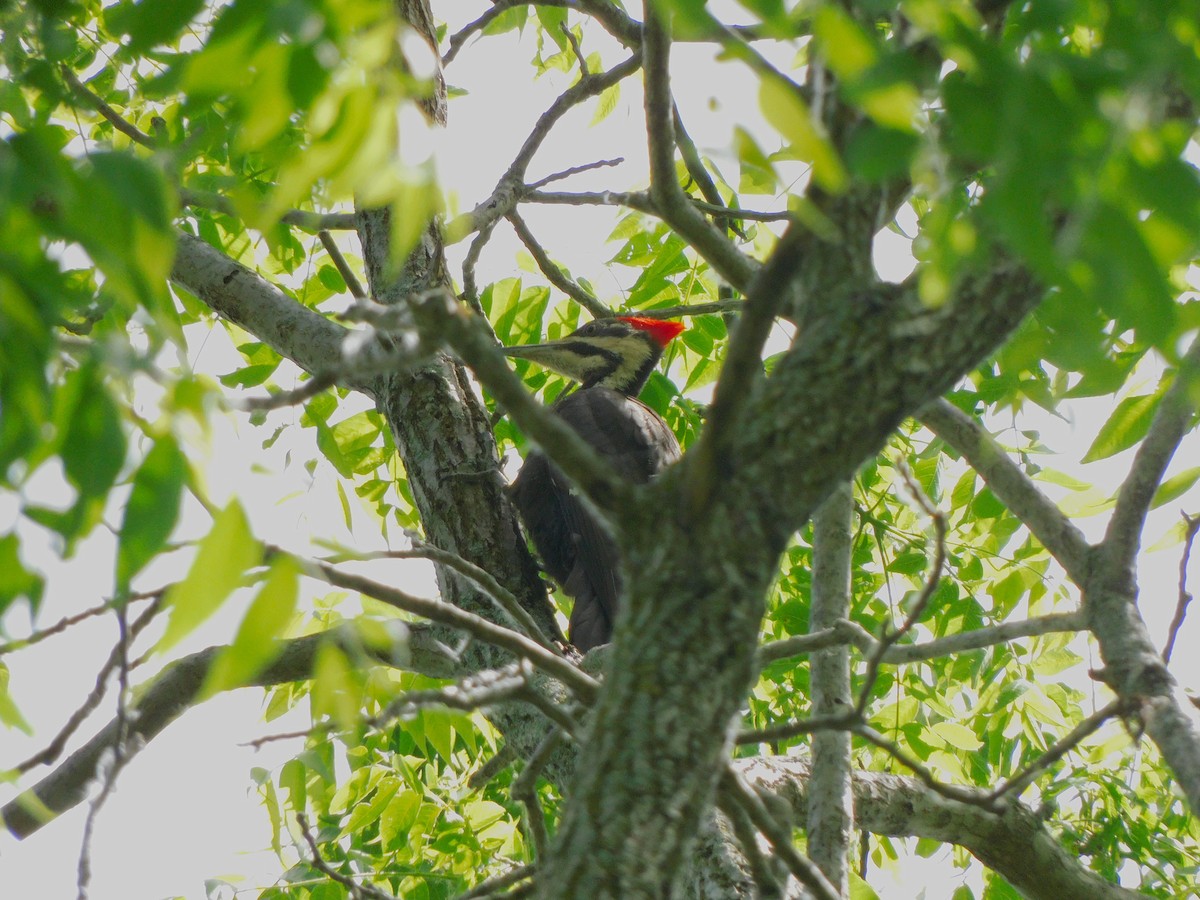 Pileated Woodpecker - ML620173027