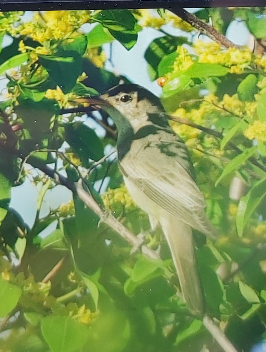 Olive-tree Warbler - Mustafa Özdemir