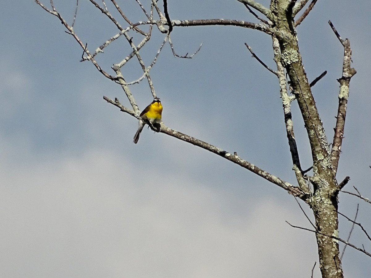 Yellow-breasted Chat - ML620173030