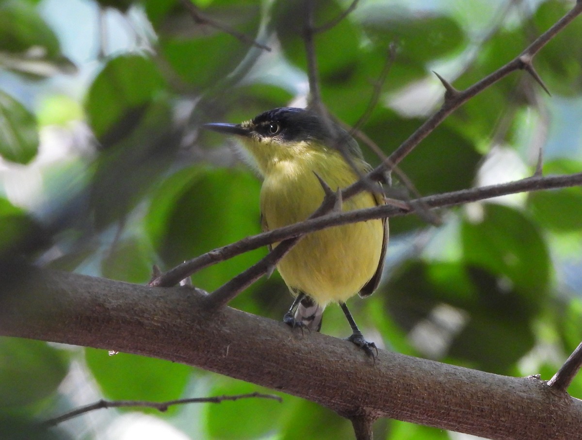 Common Tody-Flycatcher - ML620173033