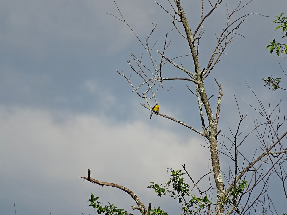 Yellow-breasted Chat - ML620173035
