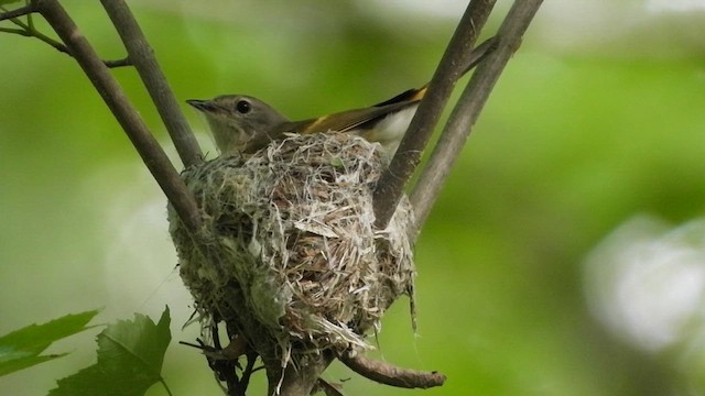 rødstjertparula - ML620173037