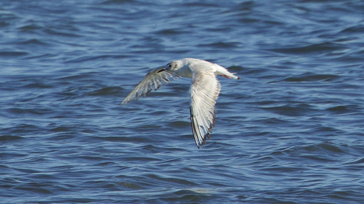 Bonaparte's Gull - ML620173040