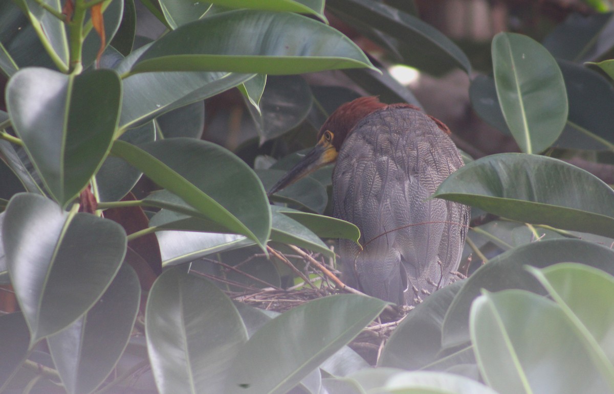 Rufescent Tiger-Heron - ML620173043