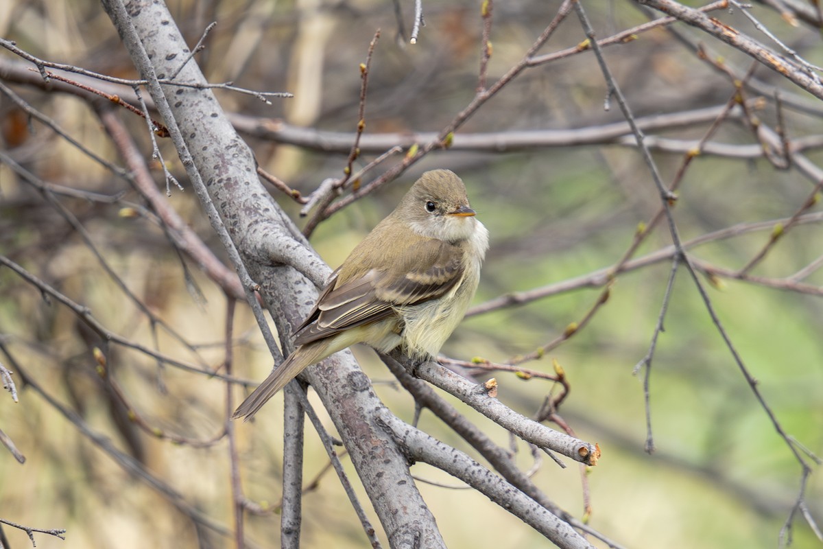 Willow Flycatcher - ML620173049