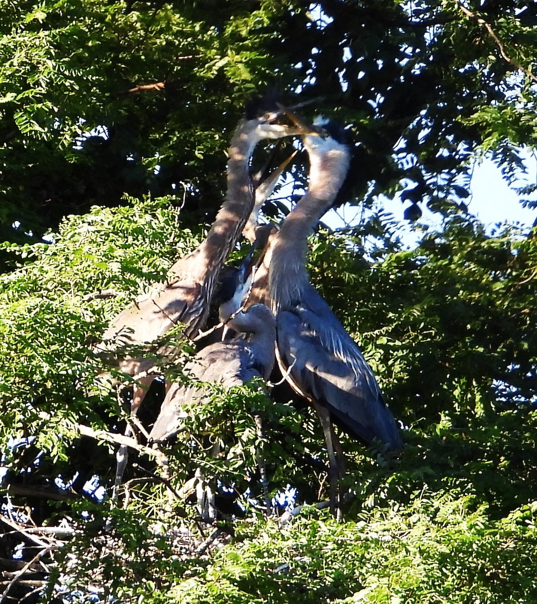 Great Blue Heron - ML620173051