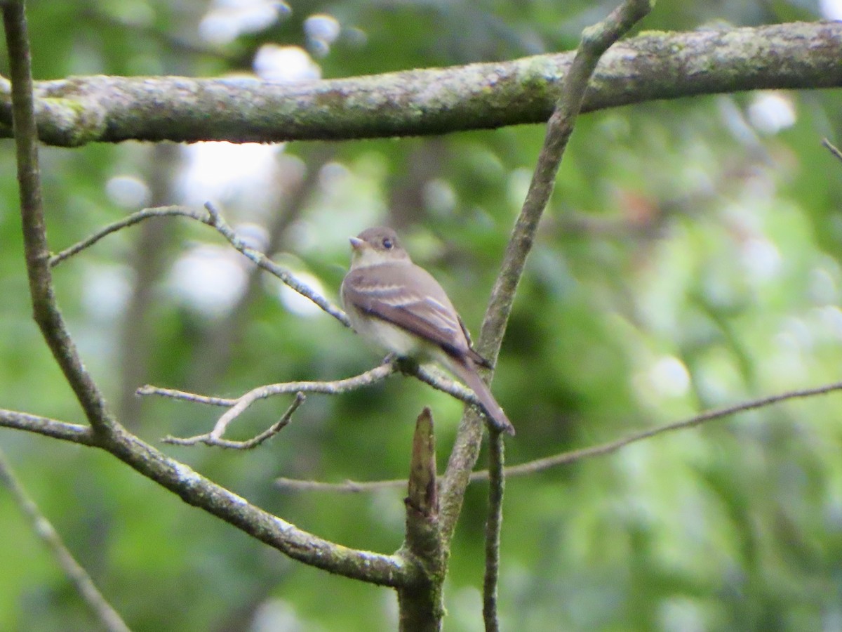 Willow Flycatcher - ML620173054