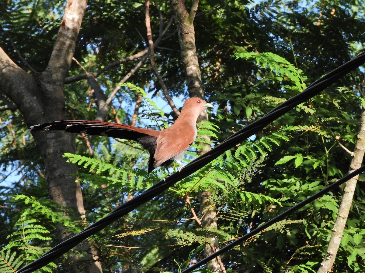 Squirrel Cuckoo - ML620173057