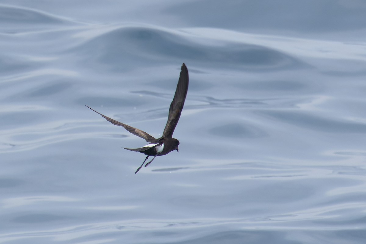 Wilson's Storm-Petrel - ML620173070