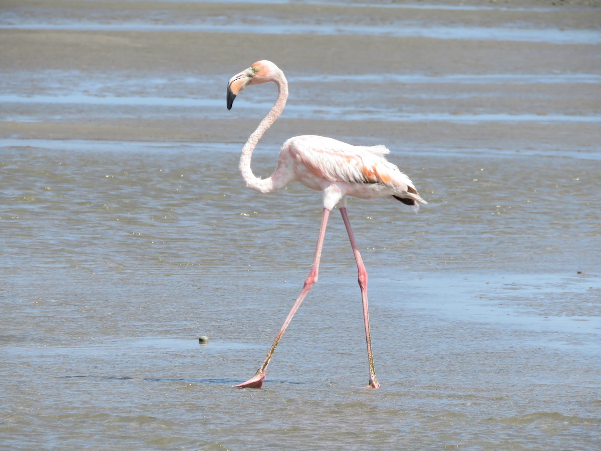 American Flamingo - ML620173076