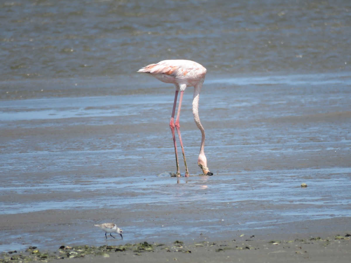 American Flamingo - ML620173078