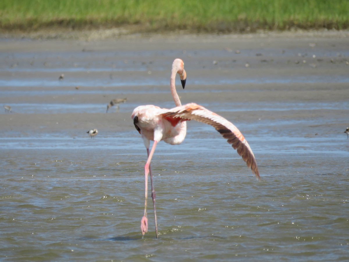 American Flamingo - ML620173079