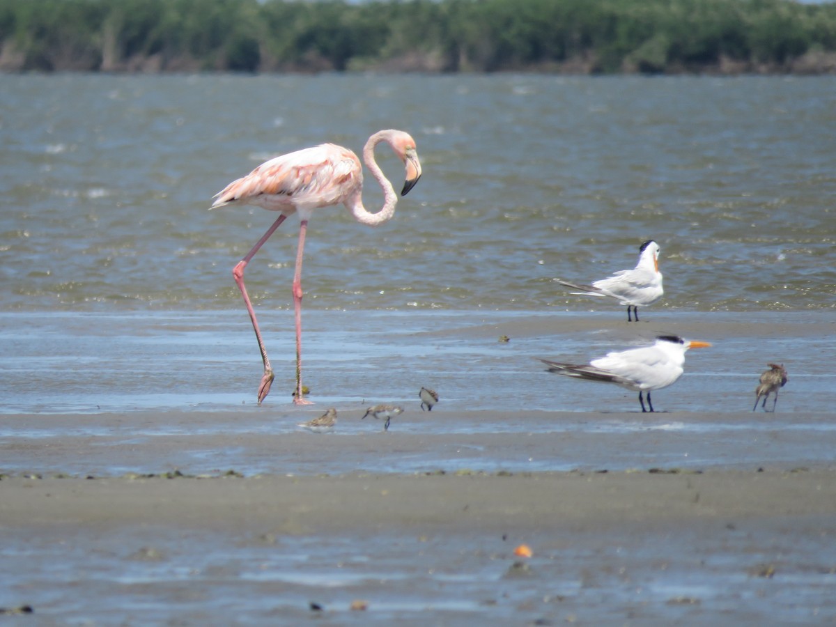 American Flamingo - ML620173080