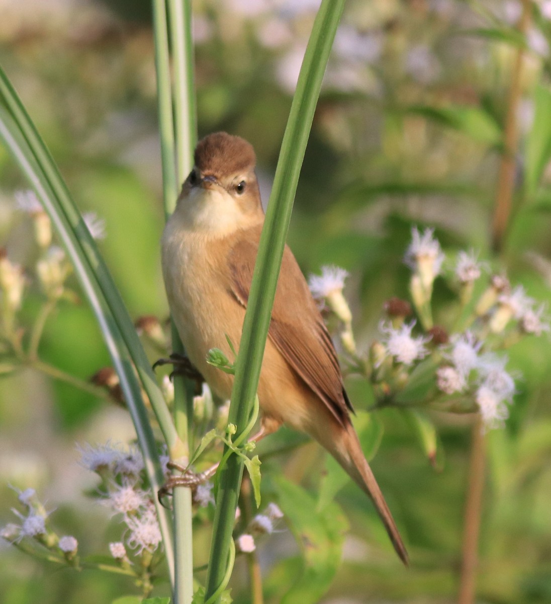 Paddyfield Warbler - ML620173086