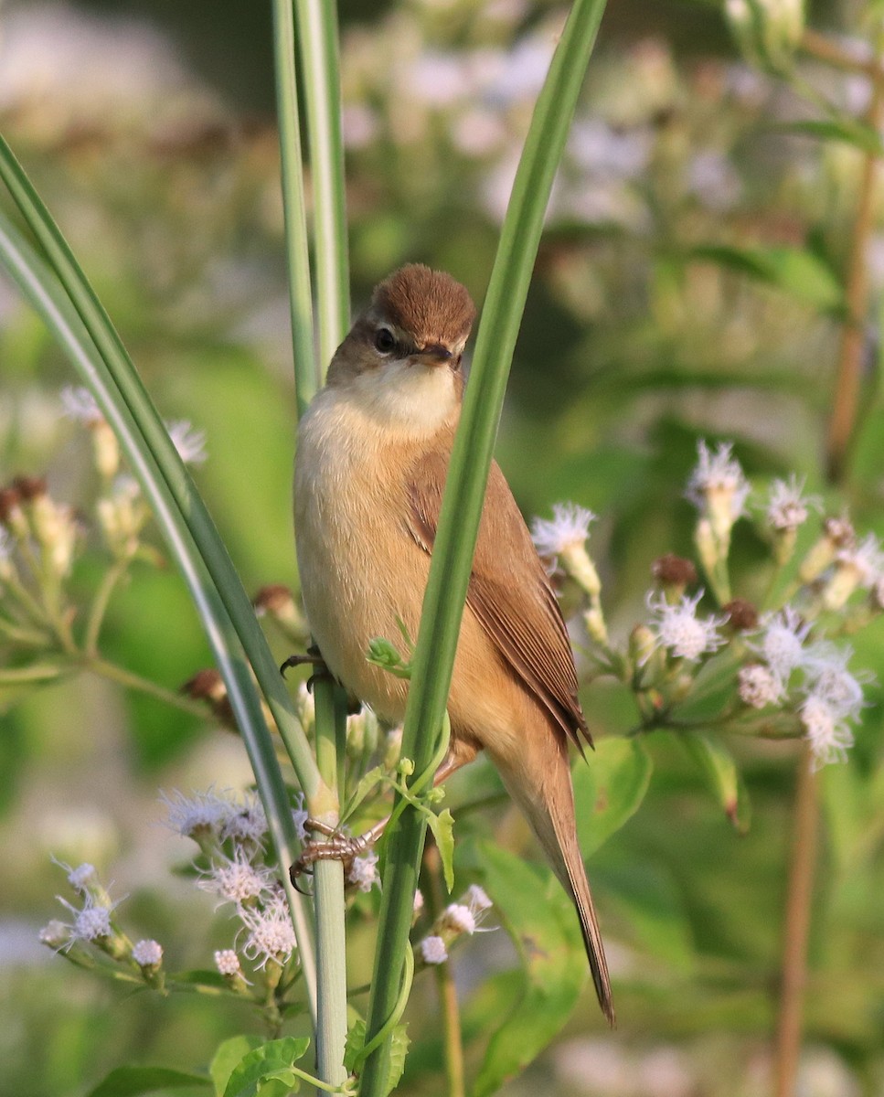 Paddyfield Warbler - ML620173088