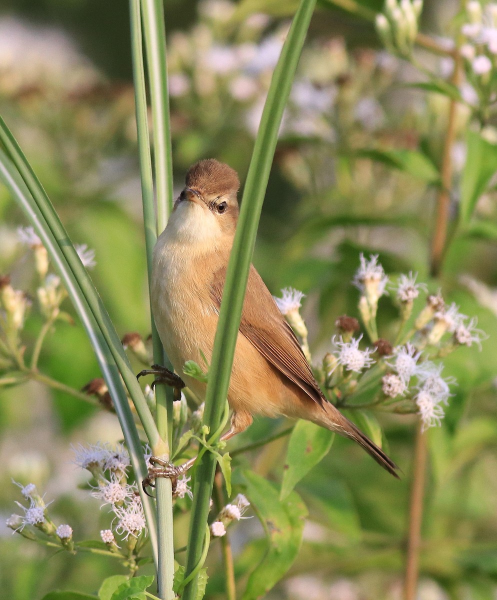 Paddyfield Warbler - ML620173093