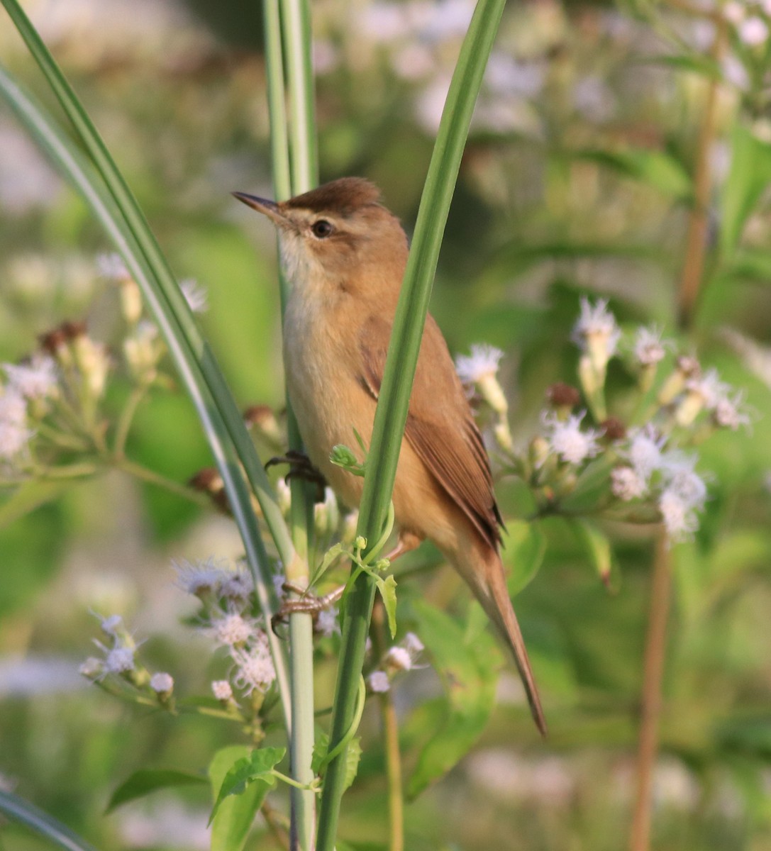 Paddyfield Warbler - ML620173097