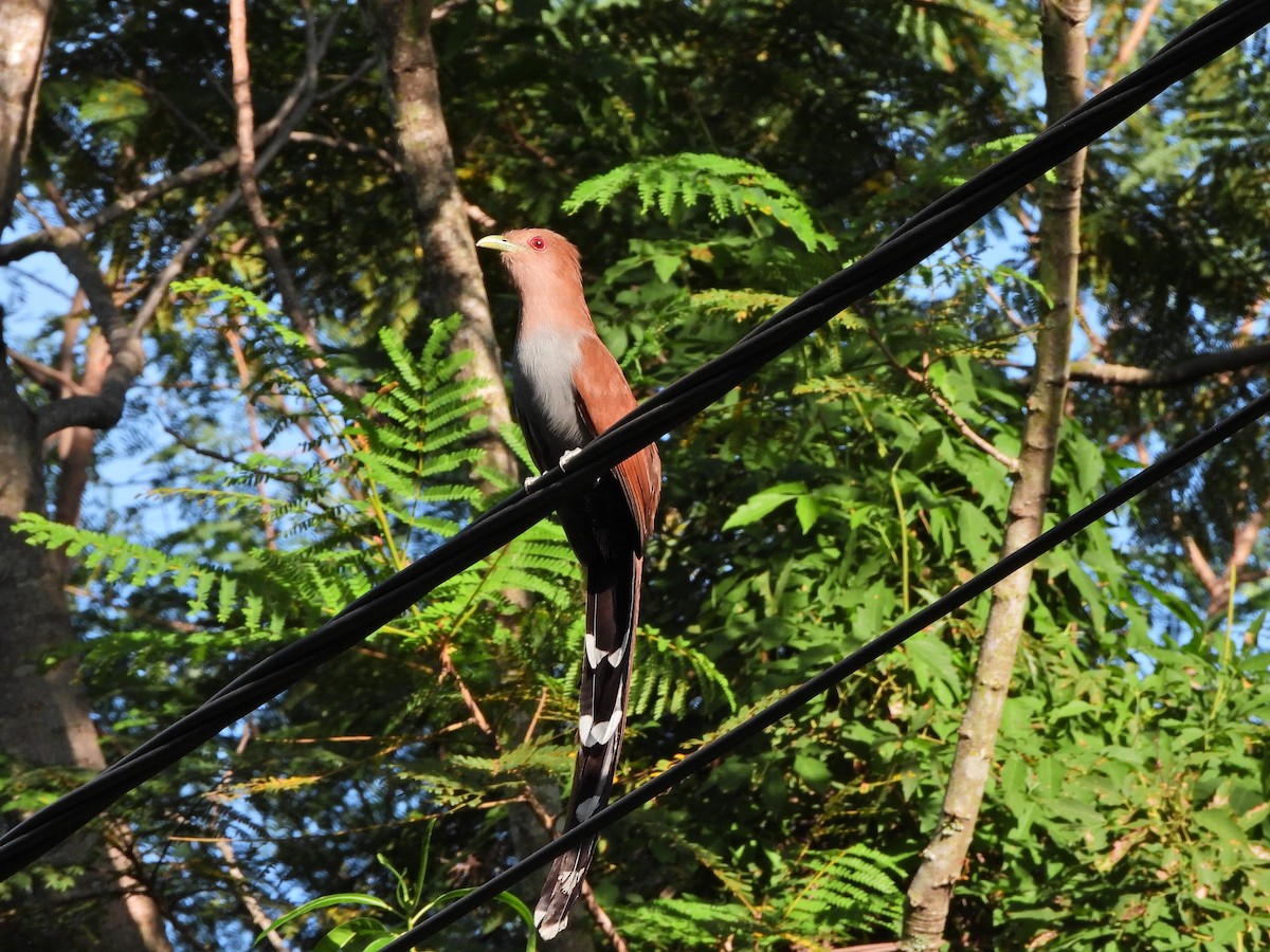 Squirrel Cuckoo - ML620173101