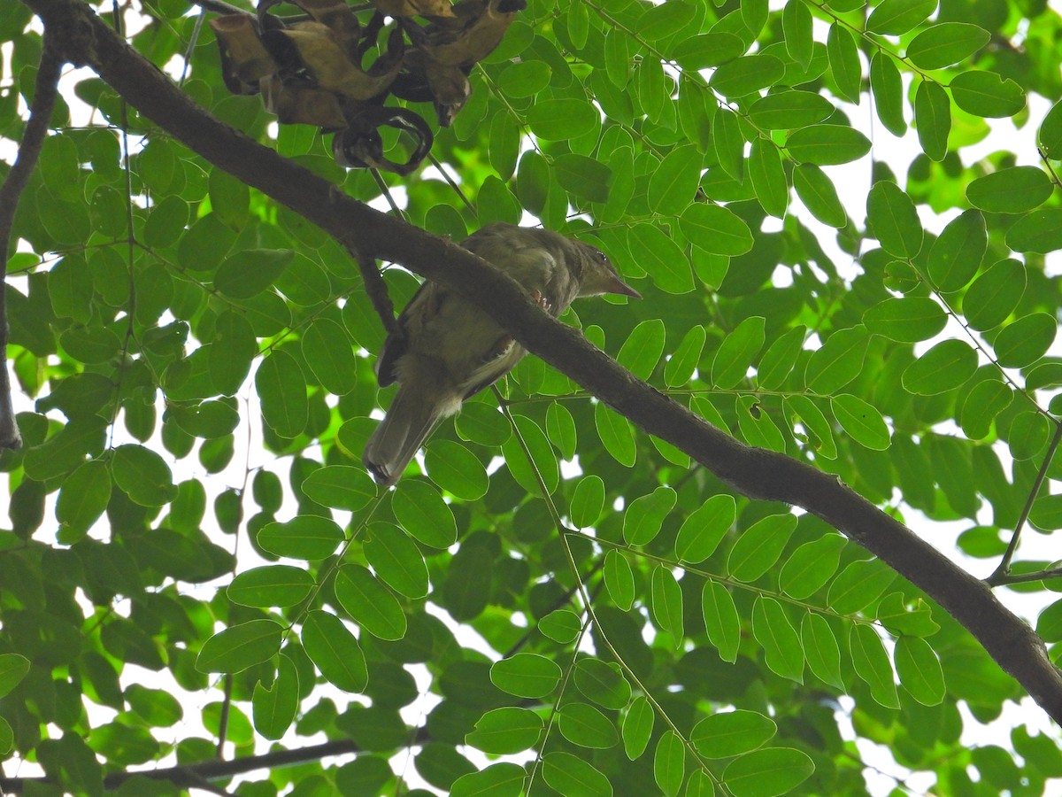 Olive-winged Bulbul - ML620173107