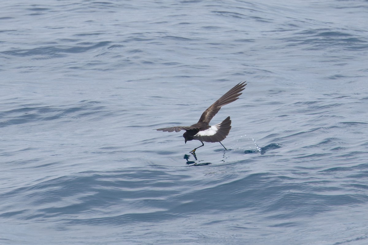 Wilson's Storm-Petrel - ML620173108