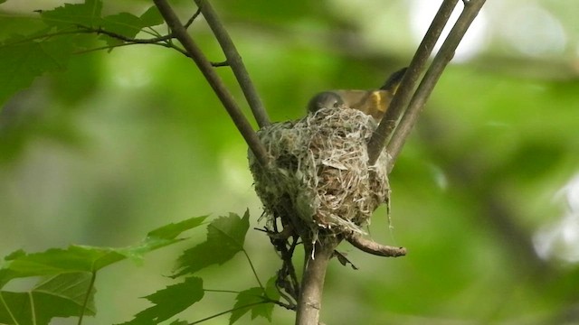 American Redstart - ML620173114