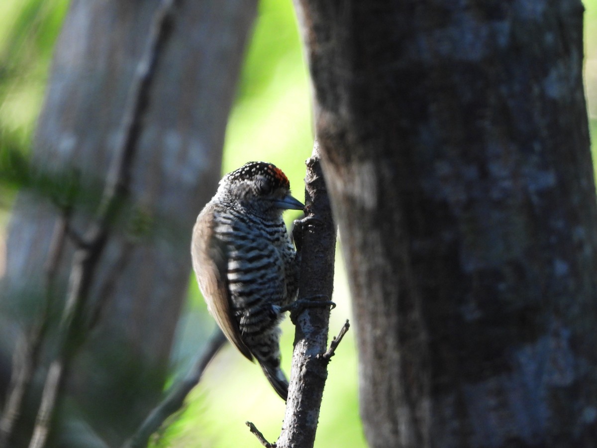 White-barred Piculet - Haydee Huwel