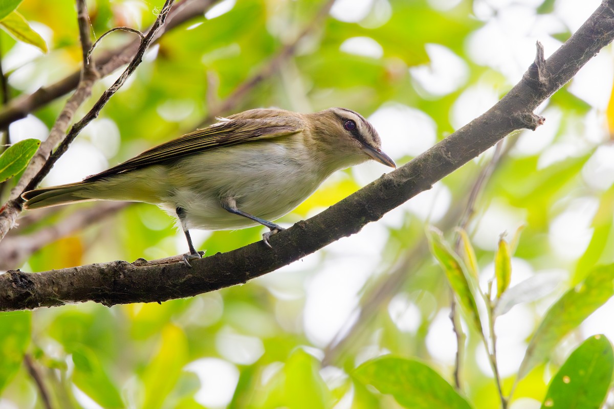 Red-eyed Vireo - ML620173123