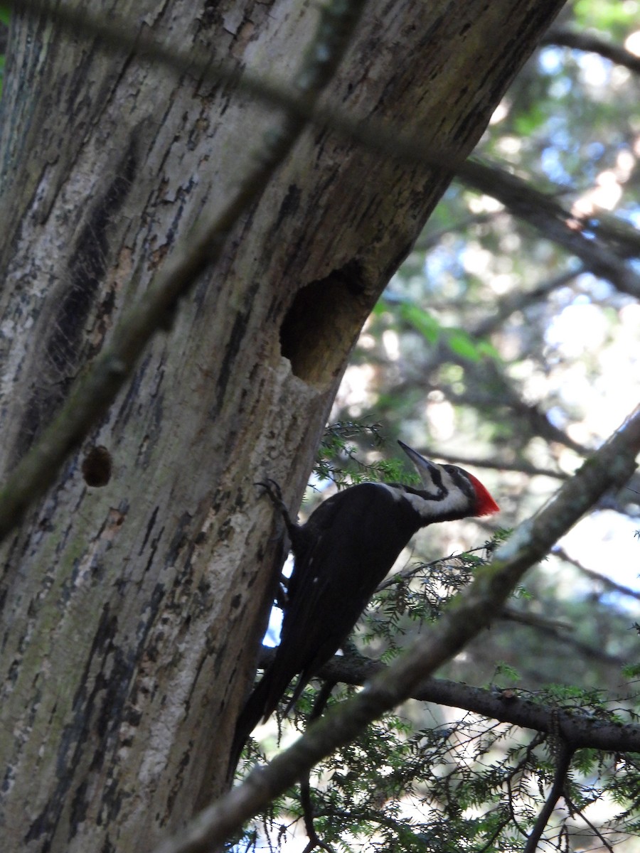 Pileated Woodpecker - ML620173127