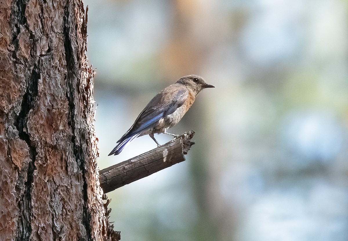 Western Bluebird - ML620173129