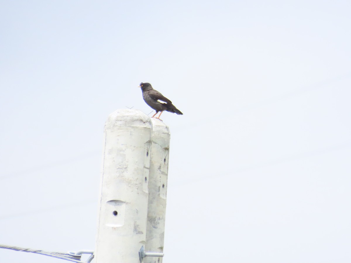 Crested Myna - ML620173135