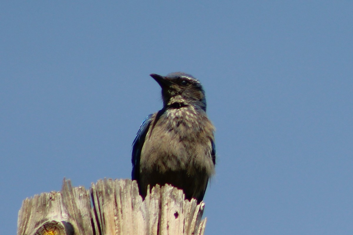 Woodhouse's Scrub-Jay - ML620173144