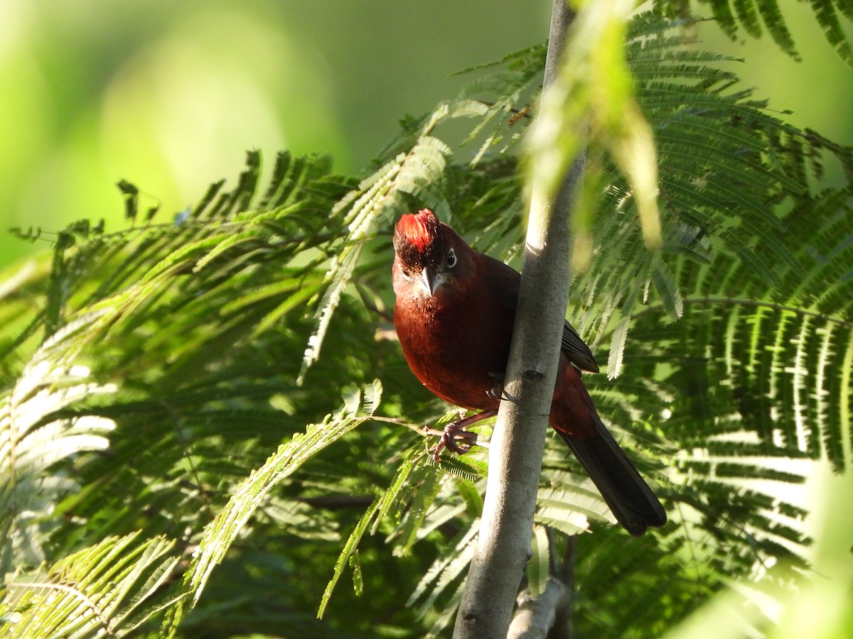 Red-crested Finch - ML620173151