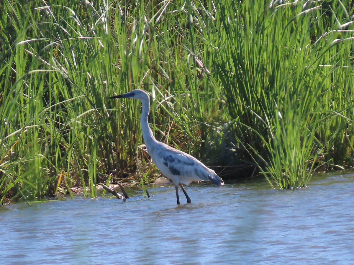 Little Blue Heron - Woody & Rae Dubois