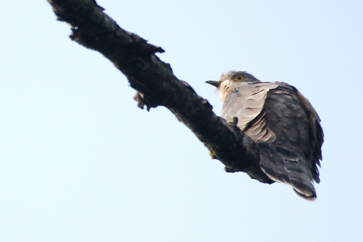 Common Hawk-Cuckoo - ML620173160