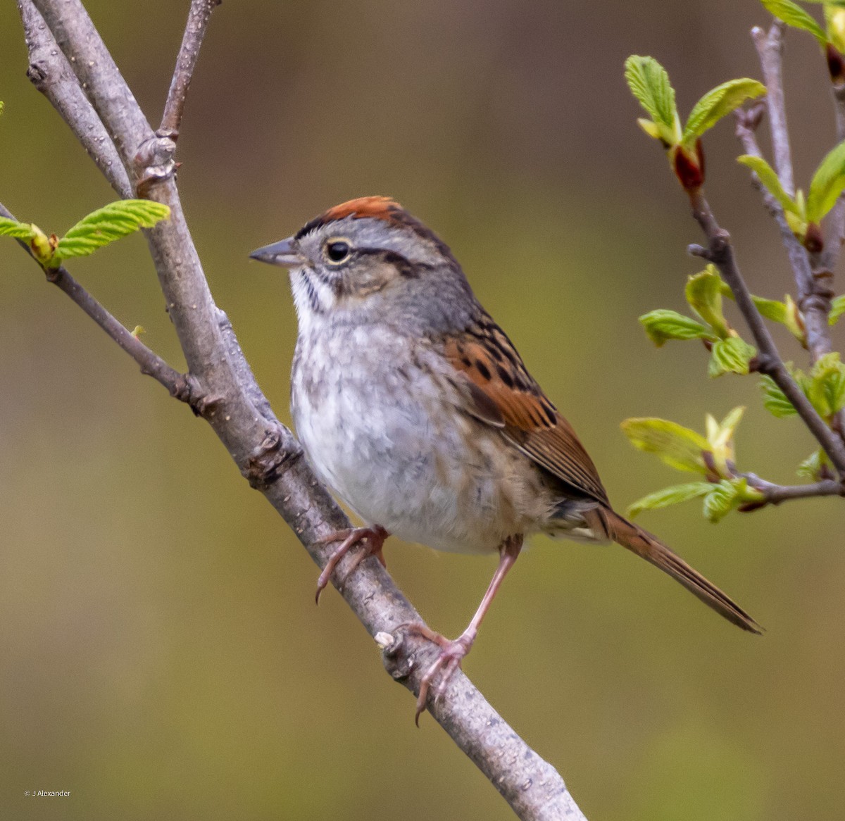 Swamp Sparrow - ML620173163