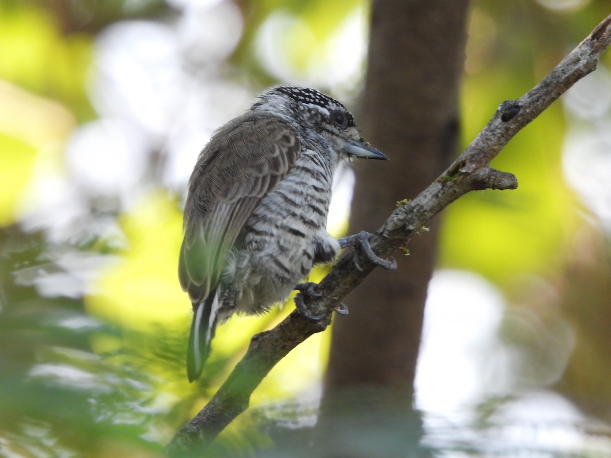 White-barred Piculet - ML620173165