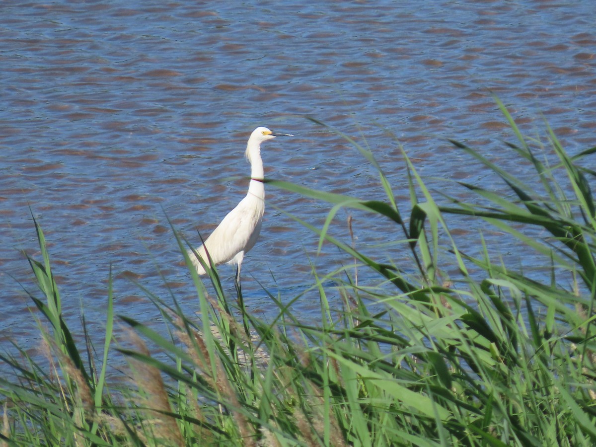 Snowy Egret - ML620173166