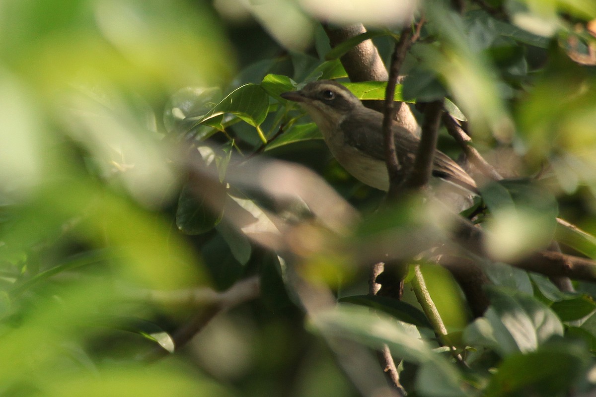 Common Woodshrike - ML620173172