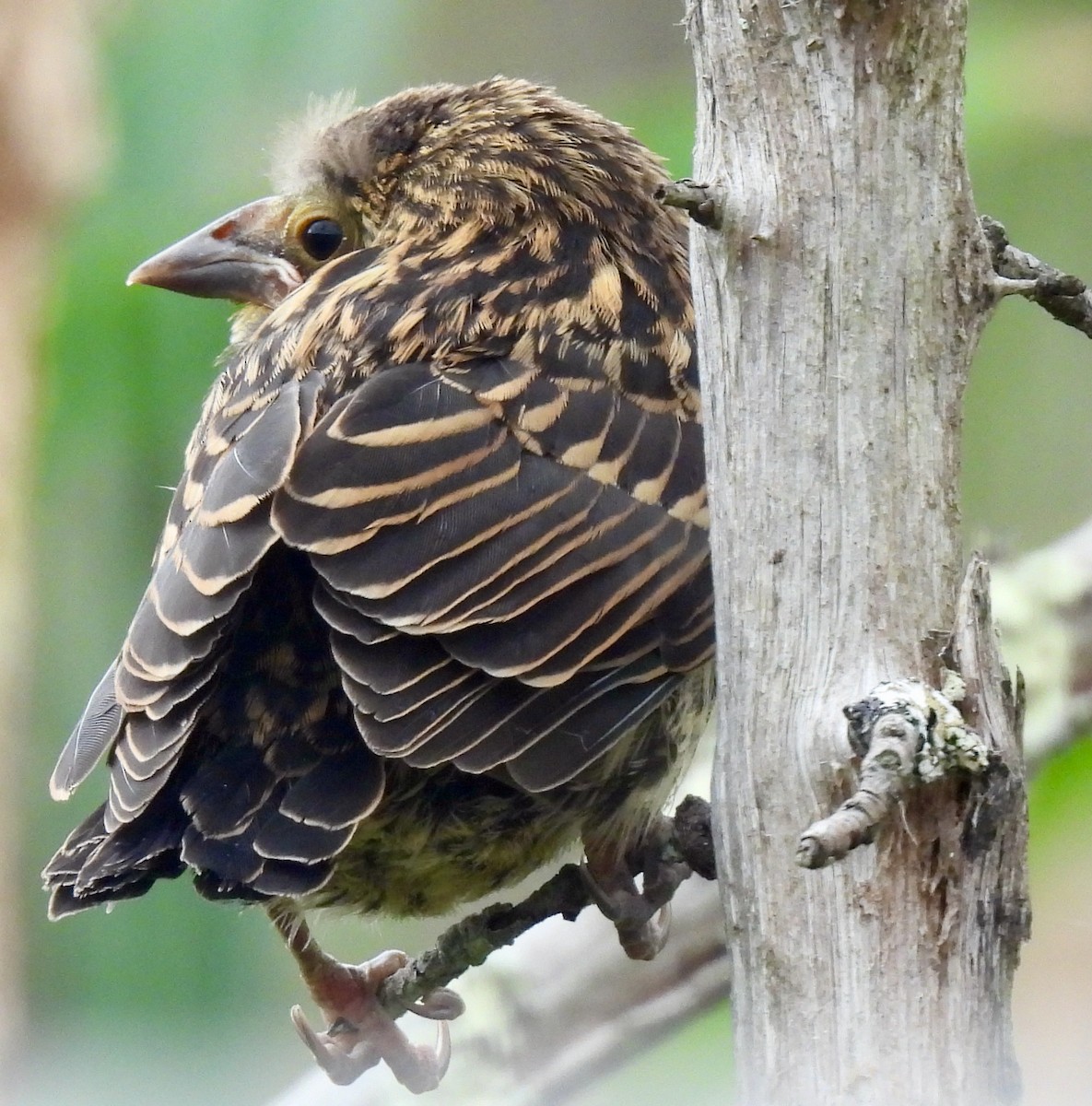 Red-winged Blackbird - ML620173176