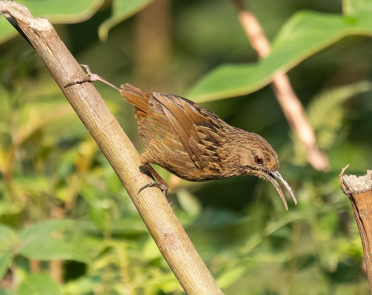 Long-billed Wren-Babbler - ML620173177