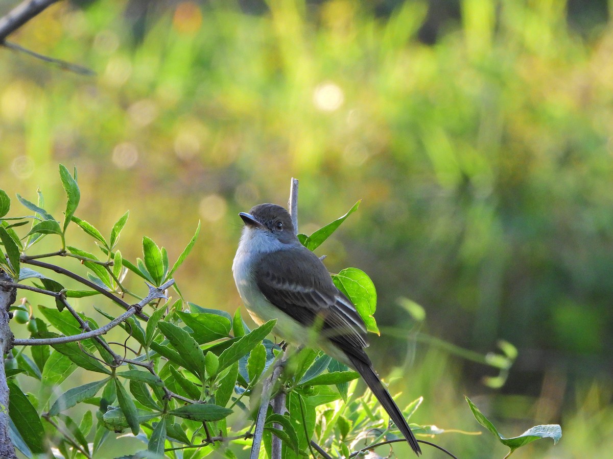 Short-crested Flycatcher - ML620173178