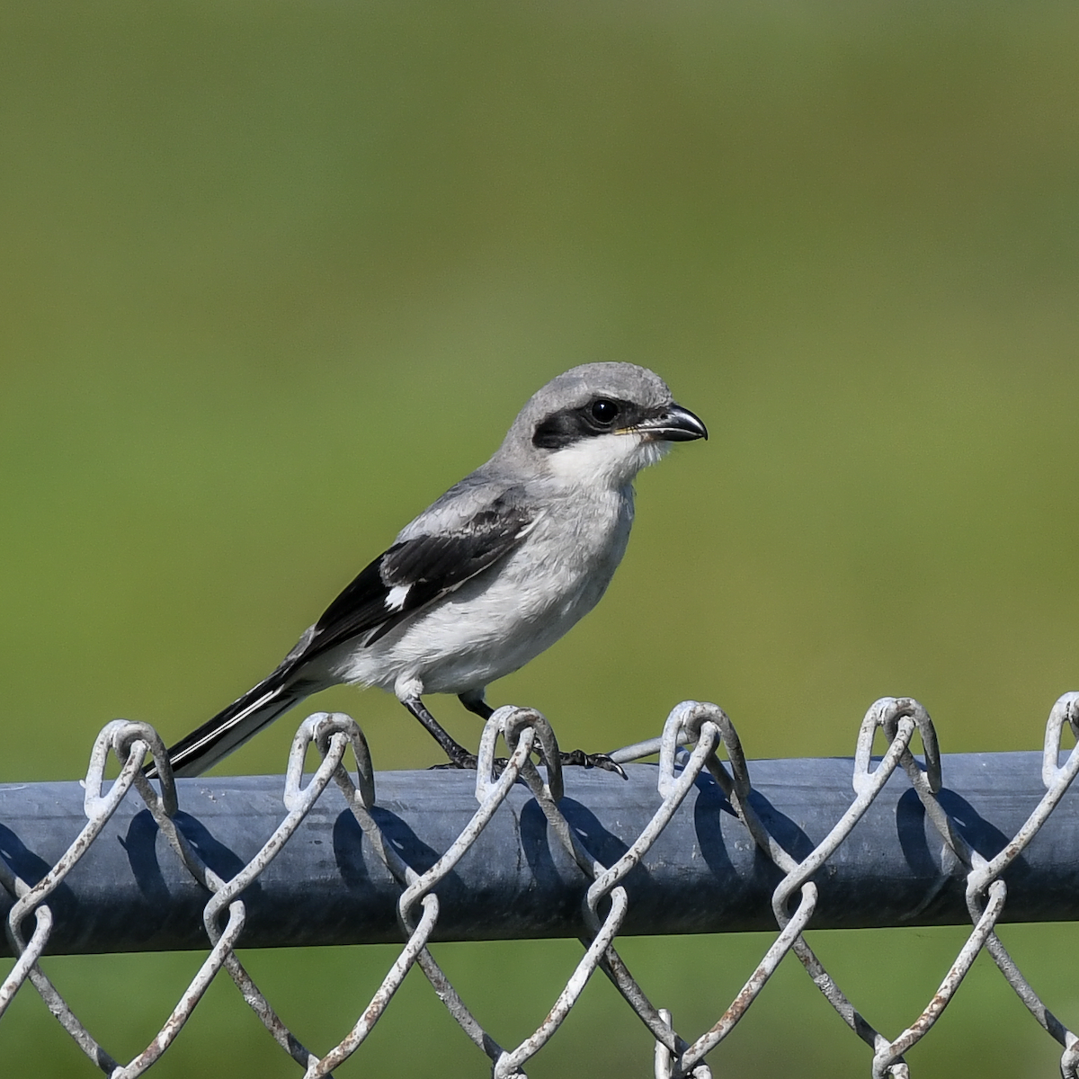 Loggerhead Shrike - ML620173179