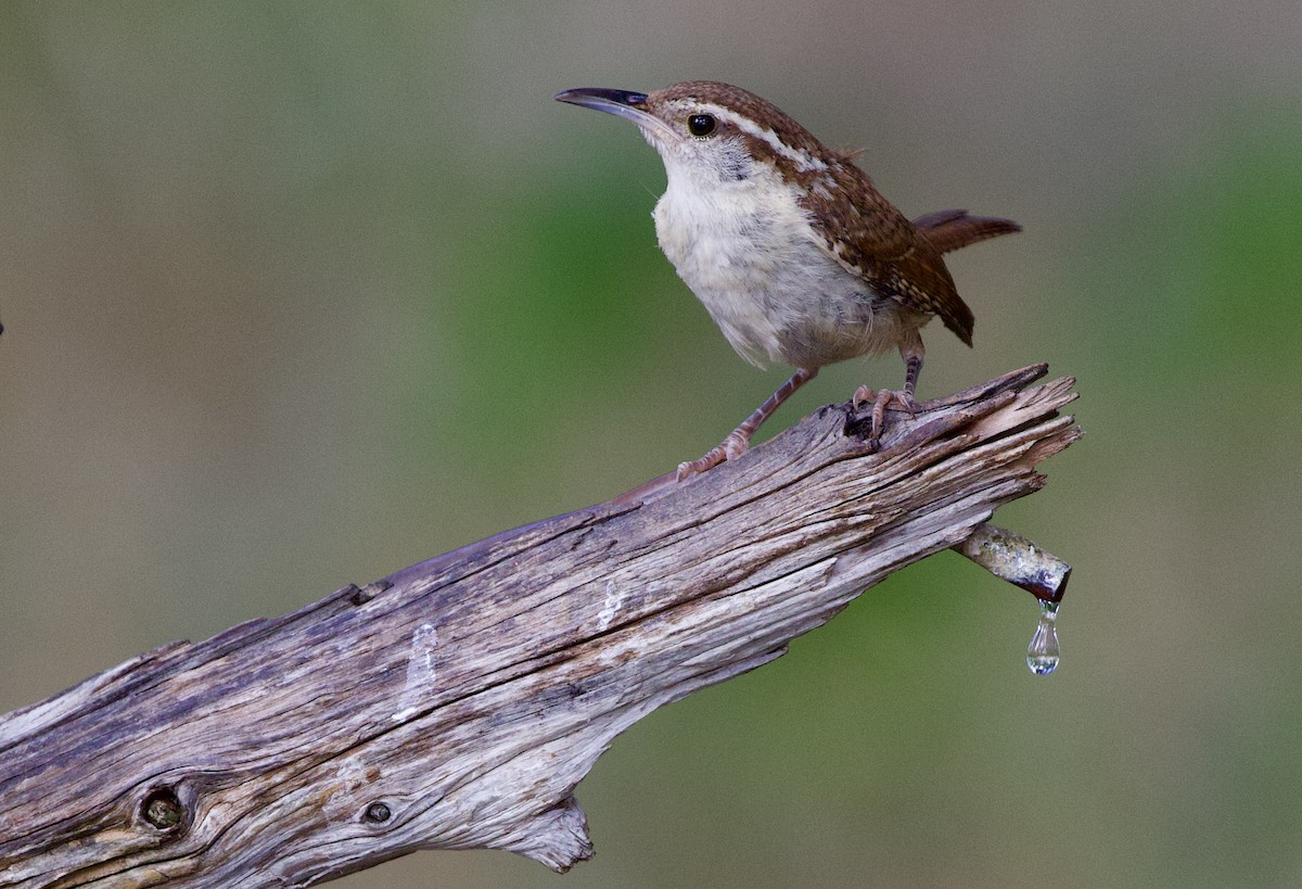 Carolina Wren - ML620173181