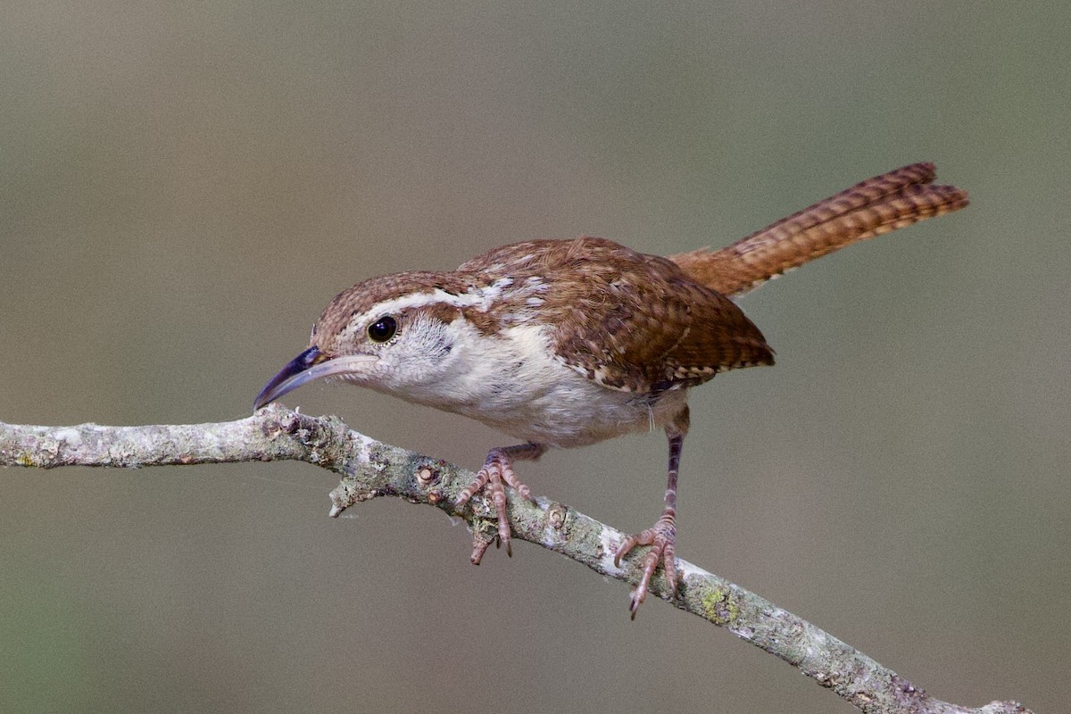 Carolina Wren - ML620173183