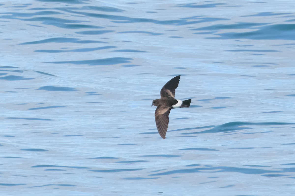 Wilson's Storm-Petrel - ML620173202