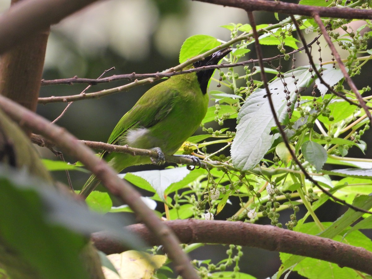 Greater Green Leafbird - ML620173203