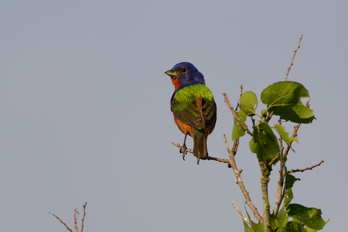 Painted Bunting - ML620173211