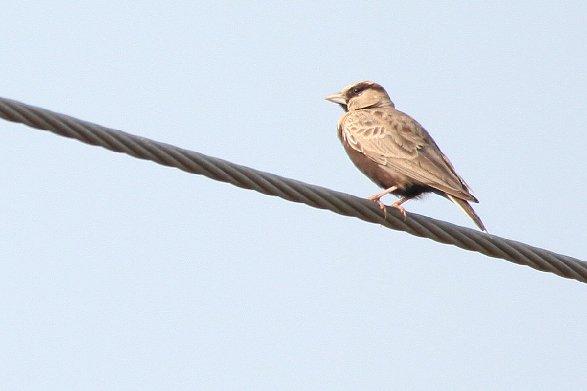 Ashy-crowned Sparrow-Lark - ML620173219