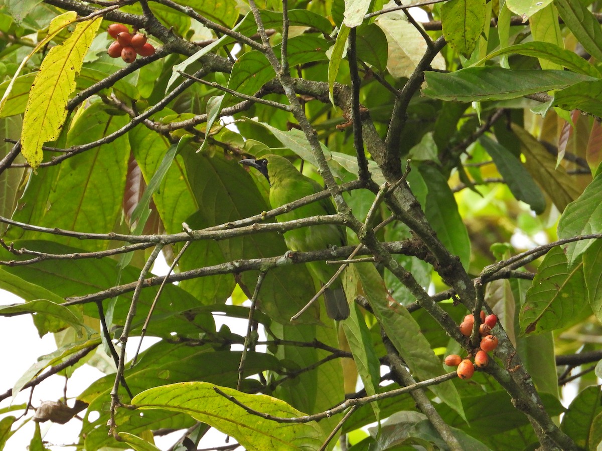 Greater Green Leafbird - ML620173220