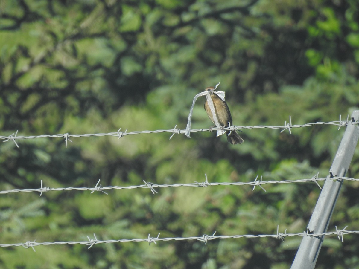 Blue Grosbeak - ML620173247